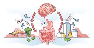 The Connection Between Gut Health and Overall Wellness