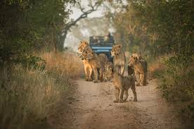 How to Choose Ethical Wildlife Tourism Experiences